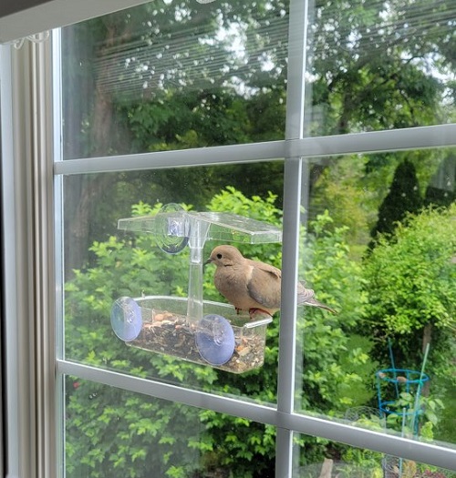 birb