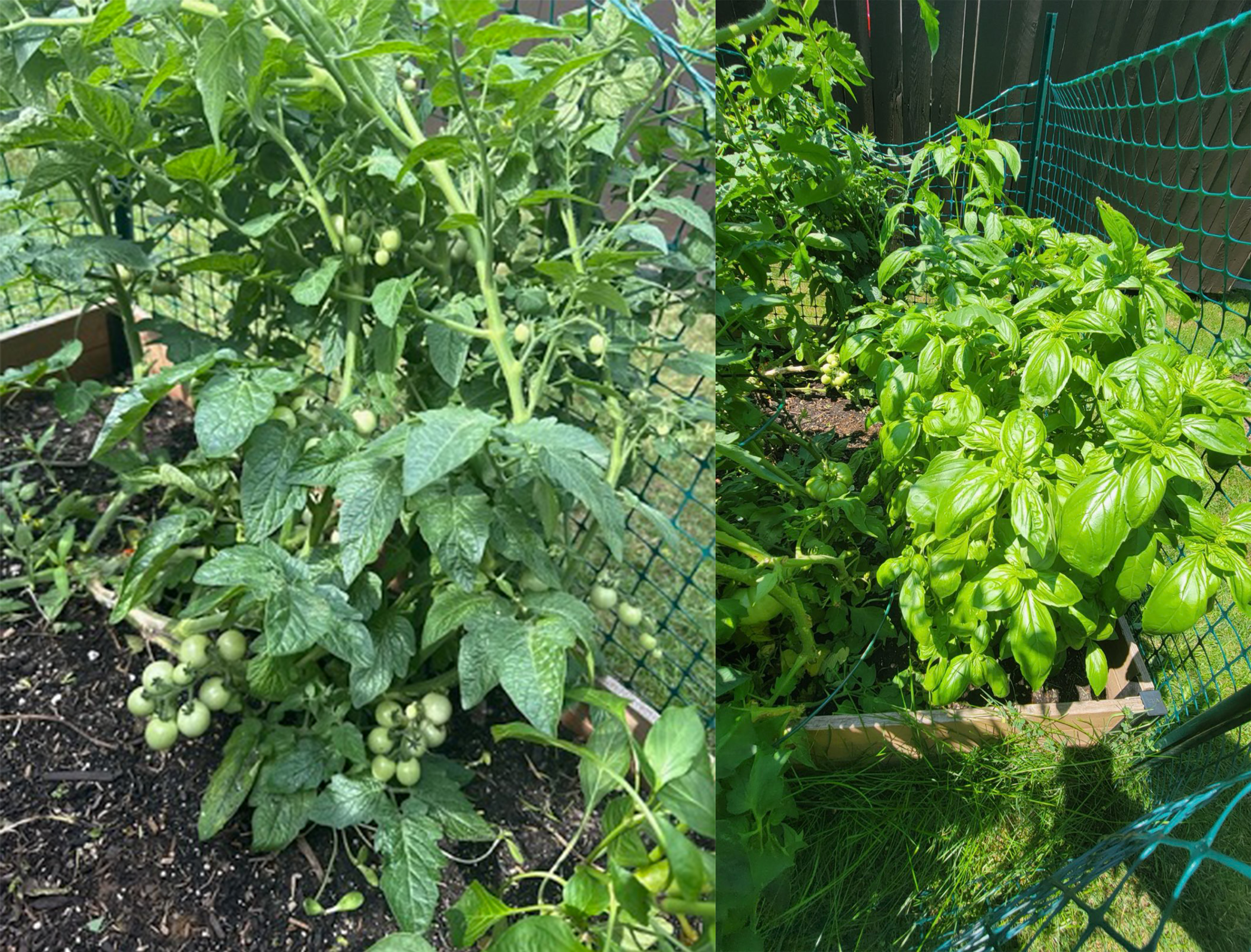 gardenjuly