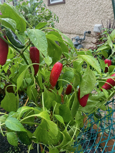 gardenupdateoct